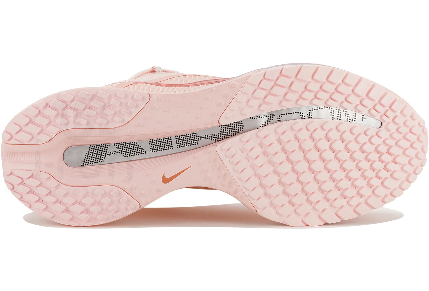 Pegasus premium rose